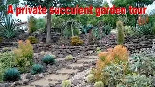 succulent garden