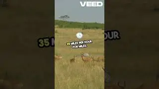 Speed Legends: Cheetahs, Antelopes & Falcons
