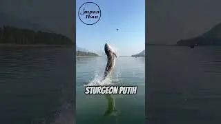 Kalau bisa mancing di Amerika, kamu pilih ikan apa?