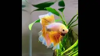 Feather Grizzled Betta Flaring #aquariumhobby #bettafish #bettashorts #fishshorts