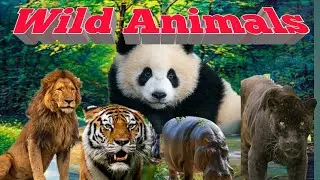 Wild Animals l Animals l kids learning 18