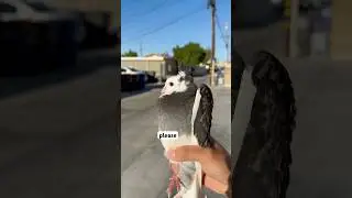 КАК ПОПОЙМАТЬ ГОЛУБЯ #птица #голубь