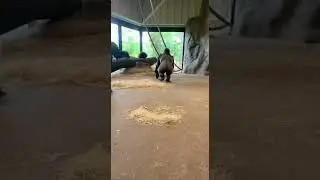 What Happens When a Baby Gorilla Pulls This Prank?