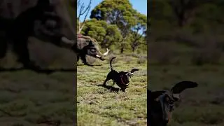 The Incredible Survival Story of Valerie the Mini Dachshund #dogs #story #miniaturedachshund