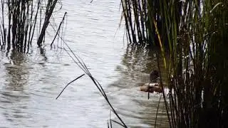 moorhen and young