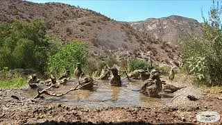Aves del Campo disfrutando del agua en un bebedero