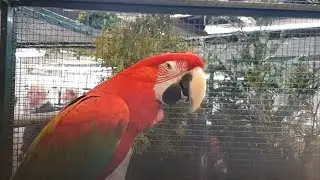 Vogel tentoonstelling  Kleure en Zang Zeeland