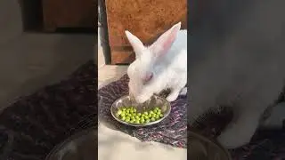 0569 Rabbit pet video