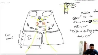 midbrain at the level of superior colliculus | Transverse section | Brainstem anatomy