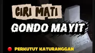 WEDARAN GONDO MAYIT, PENDARINGAN TEBAK Dari MAKAM MBAH BRANGAH #perkututistimewa #perkutut