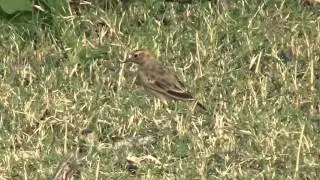 Oriental Tree Pipit  or anthus hodgsoni Richmond winter visitor  bird