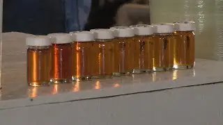 Maple: Grades | The Local Feed
