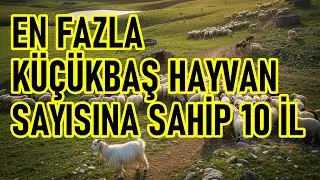Türkiye'de En Fazla Küçükbaş Hayvana Sahip 10 İl! İlginç İstatistik