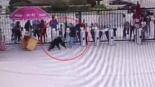 Chimpanzee escapes enclosure, attacks keeper in wildlife park