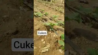 Cucumber farming in Nigeria