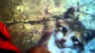 Manny Pacmeow Training