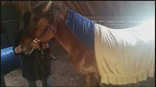 Horse rescued on second floor of a barn in Southampton