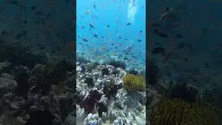 #highlights #follower #everyone #divemasterlife
