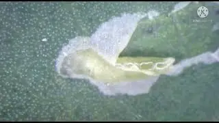 Serpentine Leaf miner, Liriomyza trifolii