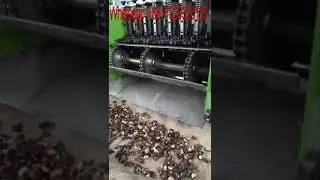 Professional design cashew nuts sheller machine.