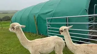 Nebula was also born in 2024 and came to Mullacott from Fancy That Alpacas