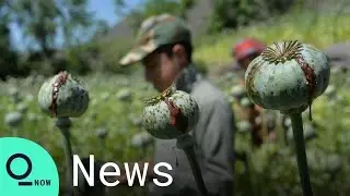 Afghan Farmers Resume Opium Cultivation After Taliban Warning