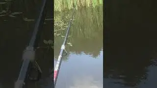 #whiterabbit #nature #западнаядвина #lake #fishing #carp #rain #storm #satisfying #travel