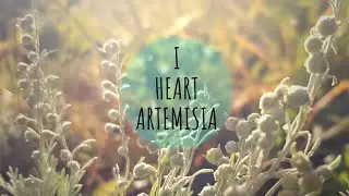 Quick Clip: Fluffy Artemisia and How to Prune It...if you want to ;) &bull; Growing Home Gardening