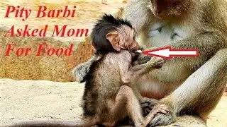 Poor baby monkey Barbi, Why mom Blacky doesn''t share food ?