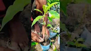 Son Champa (Michelia Champa) Update 🌼 Grafting Tape Off for Better Plant Health #shorts