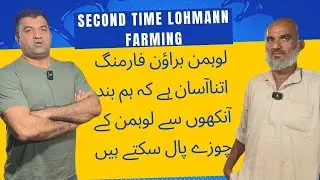 Lohmann Brown Farming is as easy as That we can brought up Lohmann Chicks with Closed eyes