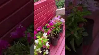 Bogeinvilla  combo Offer / ബോഗൈൻവില്ല  കോമ്പോ ഓഫർ / കടലാസ് പൂക്കൾ