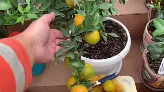Чинотто - неприхотливый цитрус . Киевская обл .