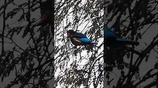 Always Cherish you #birds #wildlife #youareoneofakind #nature #birdsounds #lifeisbutadream