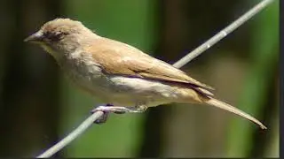 Sparrow Bird Compilation and Mix