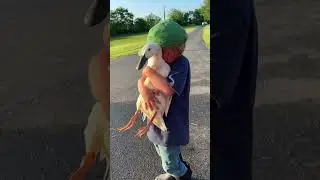 Chickens vs. ducks. What are your thoughts?