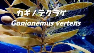癒しの水母　カギノテクラゲ Gonionemus vertens　京都水族館