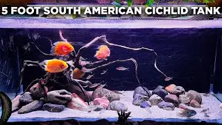 MOST INSANE South American Cichlid Tanks You've Never Seen