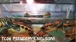 Pseudemys nelsoni / Florida-Rotbauch-Schmuckschildkr&ouml;te