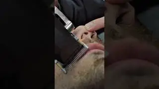 ASMR Fast & Aggressive Haircut ASMR Electric Clipper Only #asmr #barber #shorts