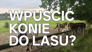 Czy wpuszczać konie do lasu?
