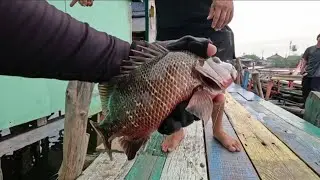 Pier Fishing : waiting for this fish