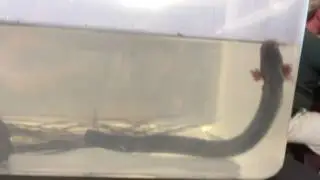 Lesser Siren, Siren intermedia