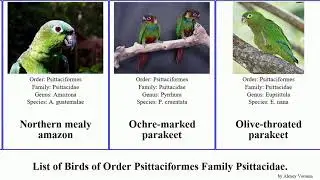 Birds of Order Psittaciformes Family Psittacidae