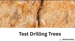 How To Test Drilling Trees