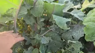 No frost as of today🤷🤔💜🌿