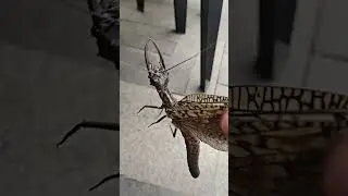 Самое большое  летающие насекомое