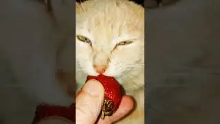 Они всё видят ... #shortvideo #cat #цитатыосмысле #shortcat #shorts #short