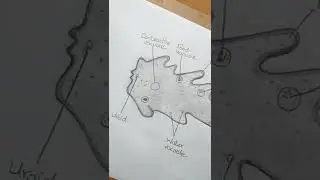 Amoeba Diagram l ES art & craft
