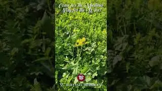 V. Sattui Winery Instagram Reel - Mustard Season 2022
